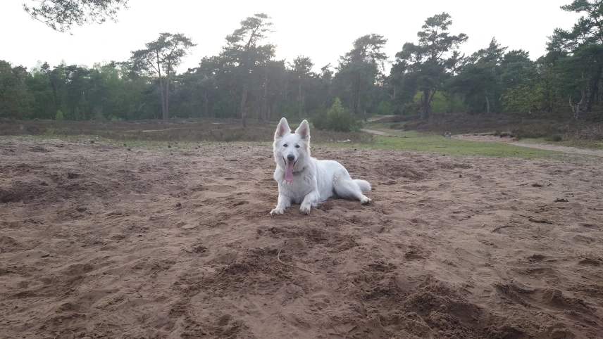 Zoey in het zand.