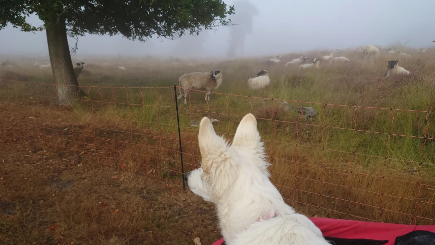 Zoey schapen kijken