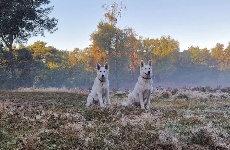 Mist op de Heide