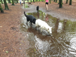 eerste keer wandelen