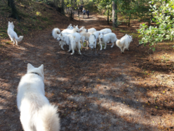 sammen wandelen met de honden