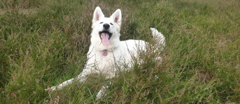 hond in het bos