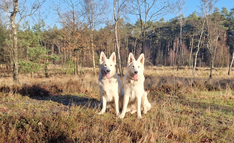 in het gras