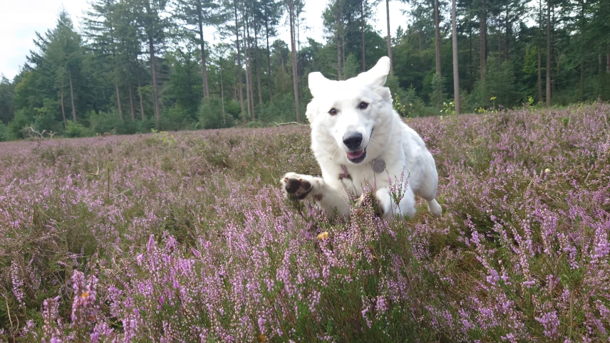 ivy in de heiden